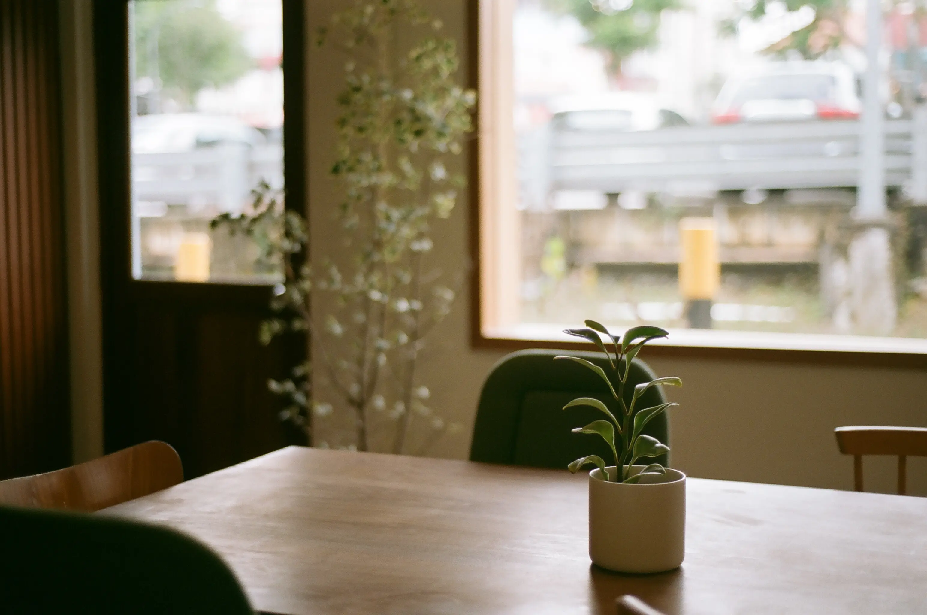 A small potted plant on a wooden table in a quiet café, a window and soft daylight behind